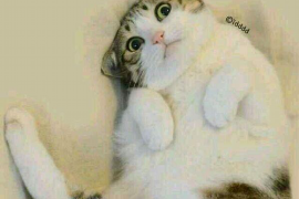 奉新专业要账公司如何查找老赖？